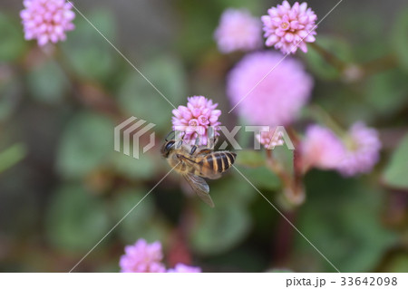 ミツバチとヒメツルソバの花 ミツバチとヒメツルソバの花 33642098