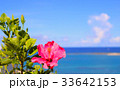 沖縄 南城市 ハイビスカスと海 33642153