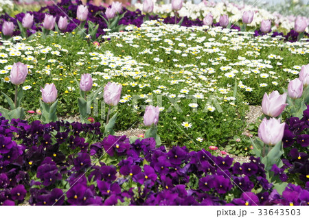 チューリップとマーガレットとパンジー 33643503