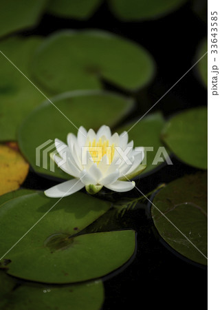 睡蓮　アルバカンディシマ 33643585