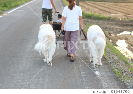 大型犬 グレート・ピレニーズ 大型犬 グレート・ピレニーズ 33643700