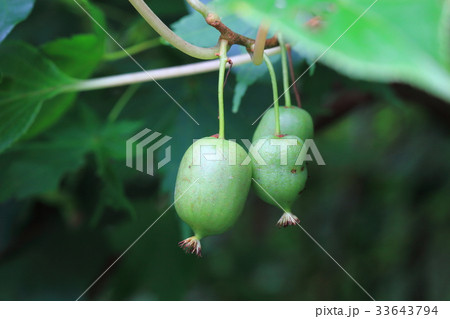 サルナシの実 33643794