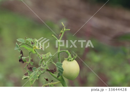 Tomato plant Tomato plant 33644428
