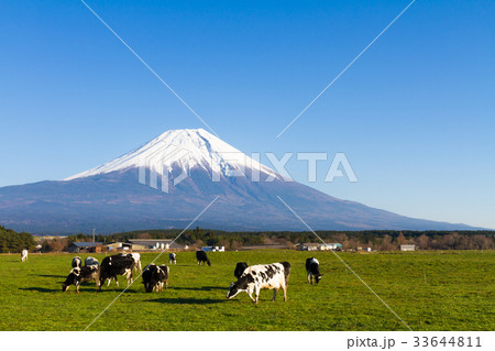 富士山 牛 朝霧高原の写真素材