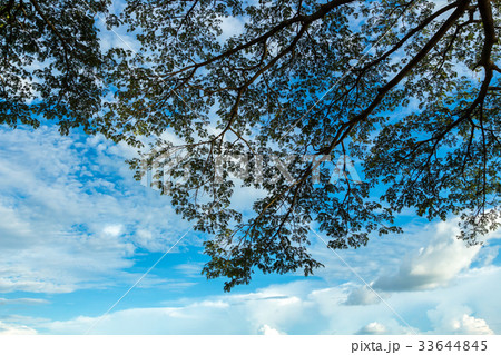 green leaves branch shining on blue sky background 33644845