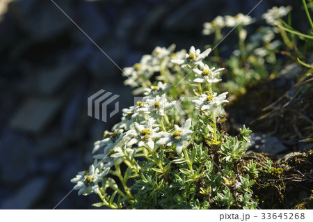 高山植物 新高薄雪草 高山植物 新高薄雪草 33645268