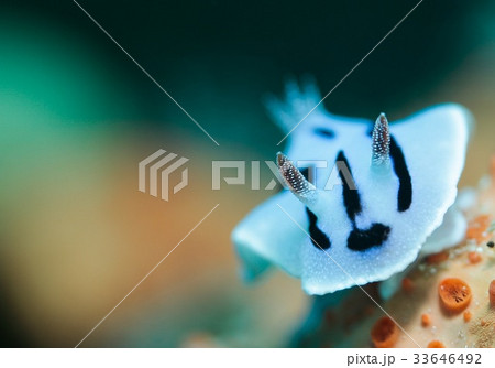 ミゾレウミウシ 33646492