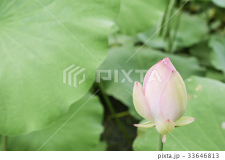 沖縄 沖縄 33646813