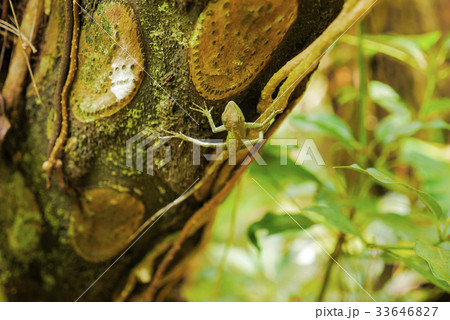 沖縄 沖縄 33646827