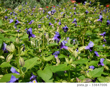 晩夏の紫の小さな花 晩夏の紫の小さな花 33647006