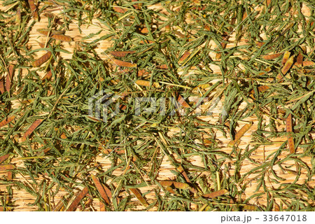 キシマメの天日干し キシマメの天日干し 33647018