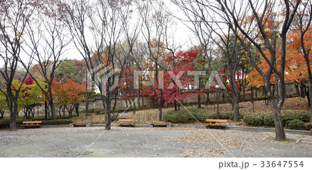 古建築 紅葉 ソウル 33647554