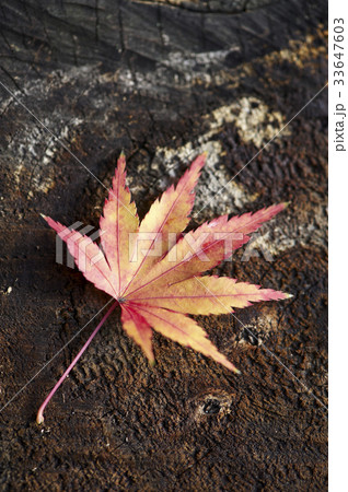 紅葉 カエデの葉 葉 33647603