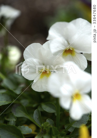 花 植物 スミレ 33647680