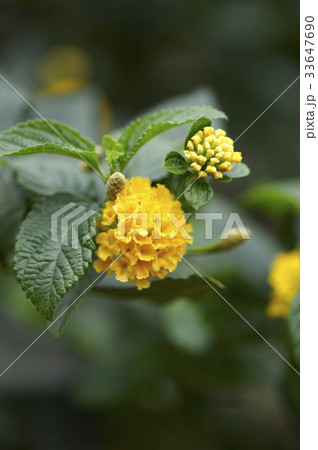 花 黄色 イエロー 33647690