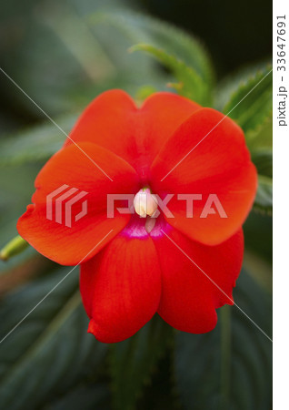 花 花びら 赤 33647691