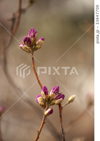 枝 花 芽 33647700