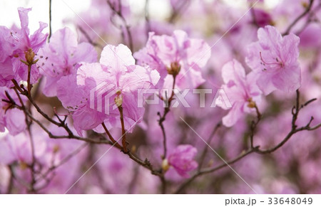 枝 花 春 33648049