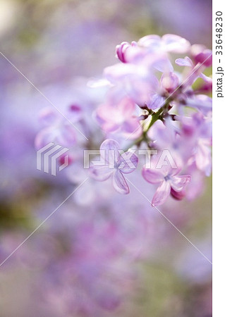 花 ライラック 見よ 33648230