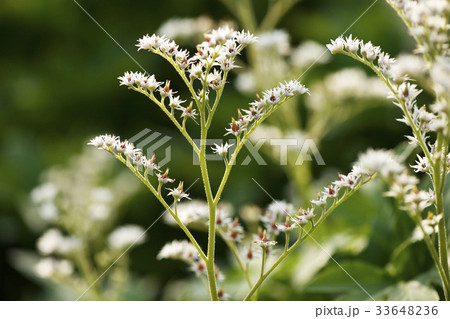 花 ドルダンプン 植物 33648236