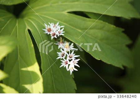 花 緑 緑色 33648240