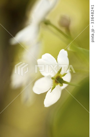 花 梨の花 梨 33648241