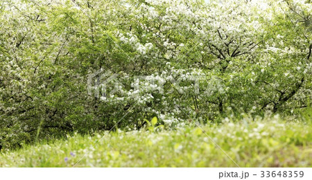 花 木 森 33648359