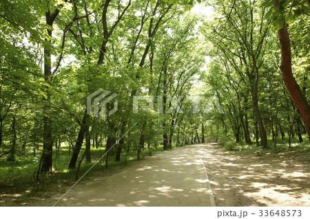 木 木道 並木道 33648573