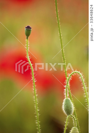 花 芽 赤 33648624