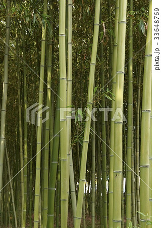 木 緑 緑色 33648769