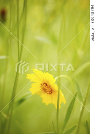 グムギェグク 花 黄色 33648794