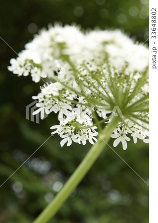 花 緑 緑色 33648802