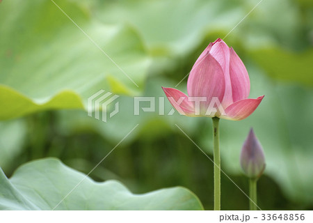 花 芽 蓮 33648856