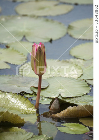 芽 修練 池 33648862
