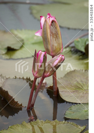 芽 ピンク 修練 33648864