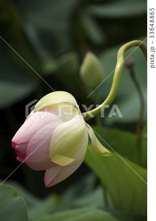 花 蓮 幹 33648865