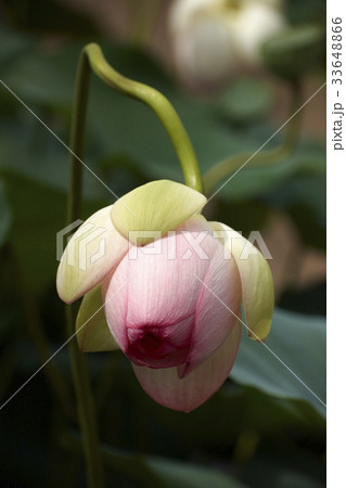 花 ピンク 植物 33648866