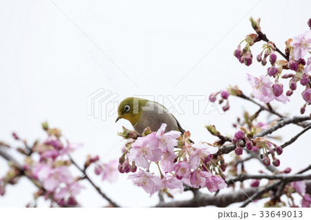 河津桜とメジロ 河津桜とメジロ 33649013