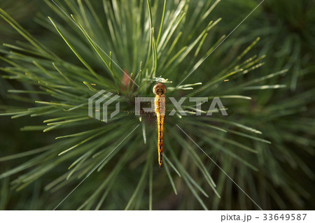 枝 木 松 33649587