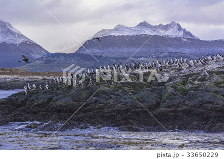 ビーグル水道のワイルドライフ 33650229