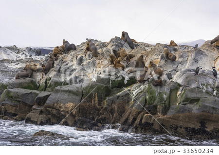 ビーグル水道のワイルドライフ ビーグル水道のワイルドライフ 33650234