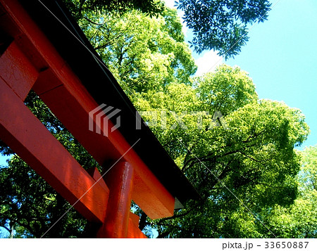 神社の鳥居と木々 33650887