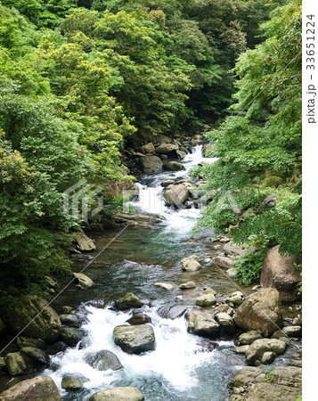 ジャングル 密林 景色 33651224
