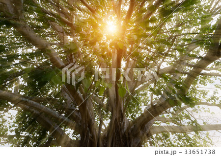 Large Bodhi tree . Large Bodhi tree . 33651738