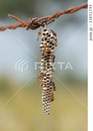 Common Paper Wasp. 33651745