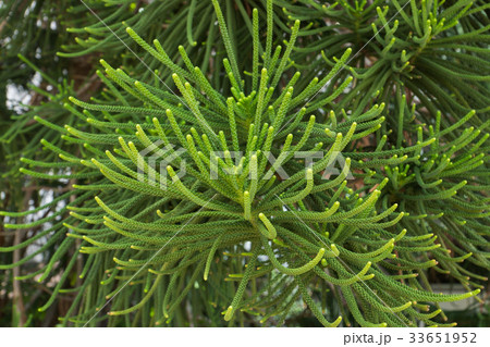 Macro the leaves of Norfolk Island Pine. Macro the leaves of Norfolk Island Pine. 33651952