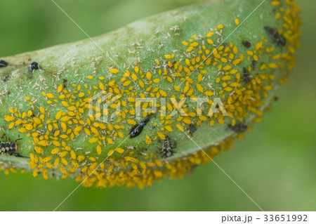 Yellow Aphid Infestation on tree. 33651992