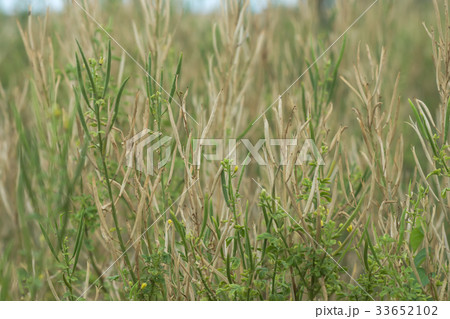 Seeds of Asian Spider flower. Seeds of Asian Spider flower. 33652102