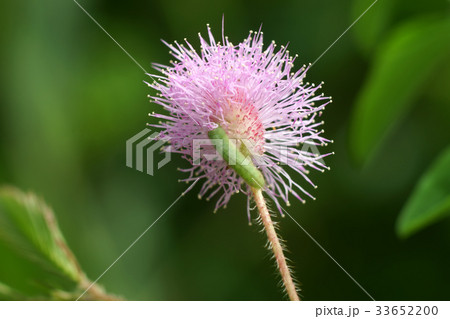 Close up of Sensitive plant or mimosa pudica plant Close up of Sensitive plant or mimosa pudica plant 33652200