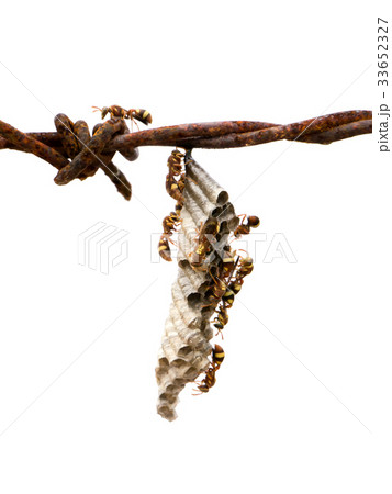wasp's nest on old barbed wire. 33652327